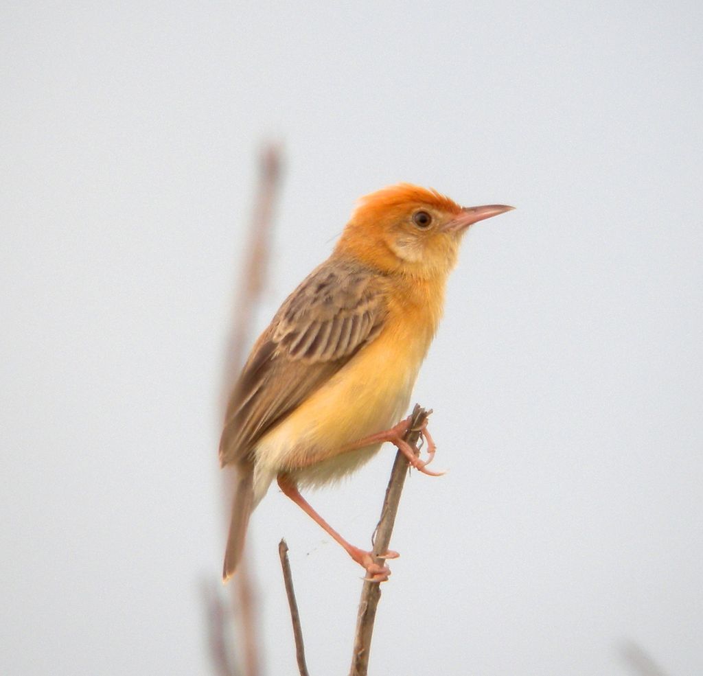 Bright-capped Cisticola