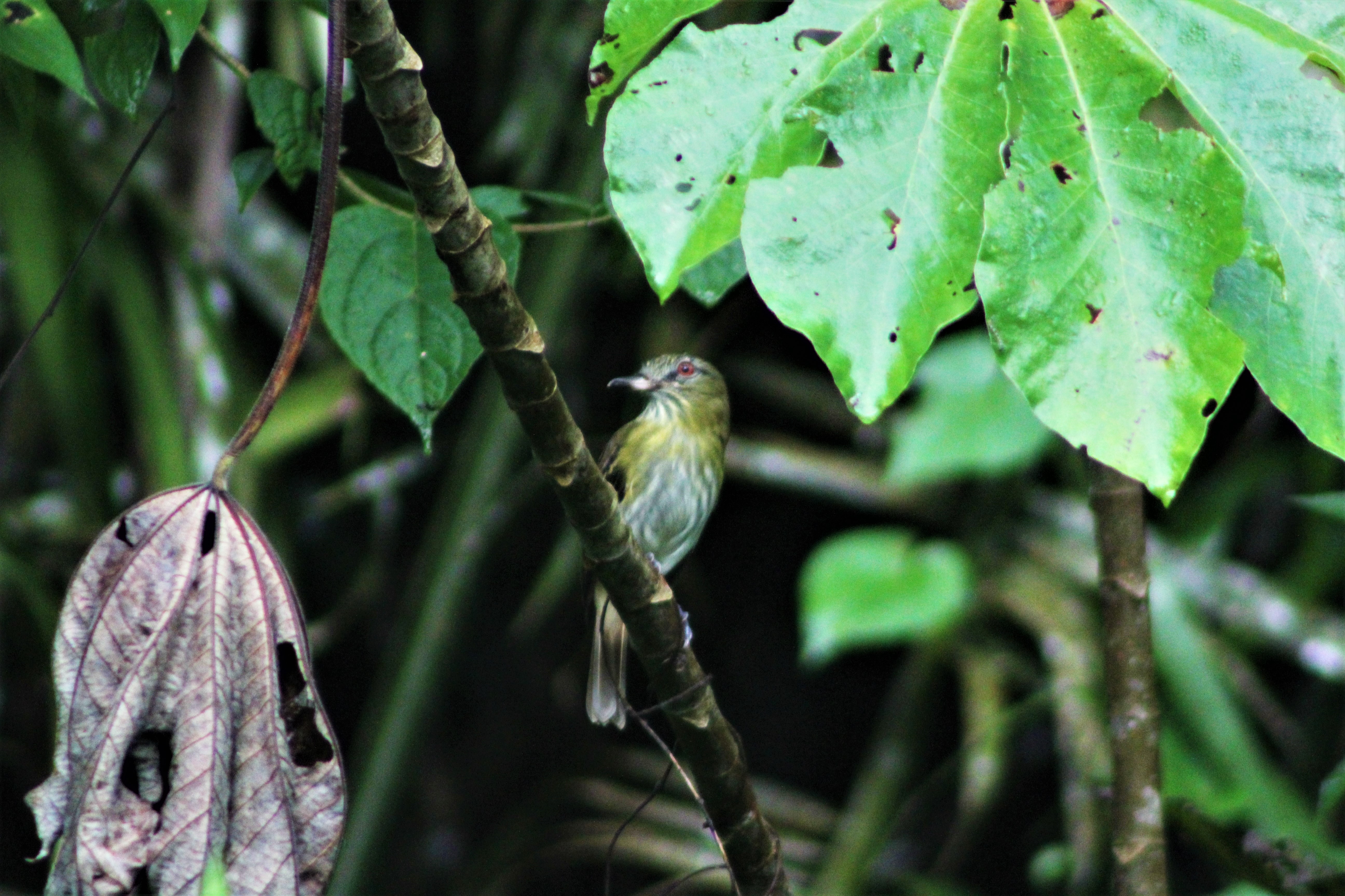 Bright-rumped Attila.JPG