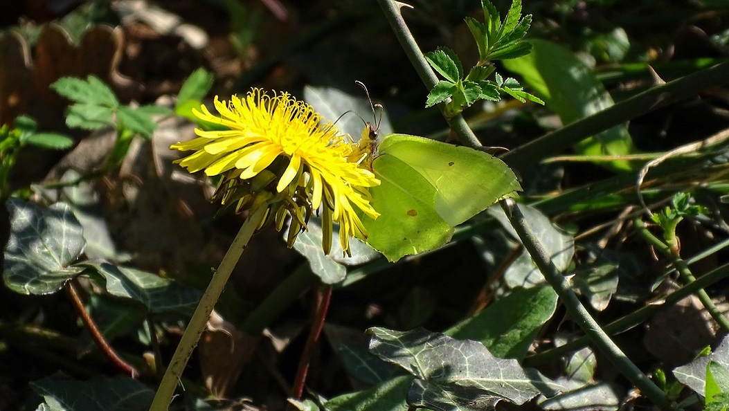 Brimstone Butterfly