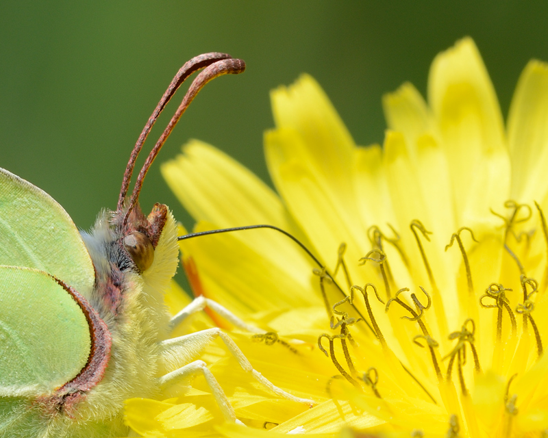 Brimstone