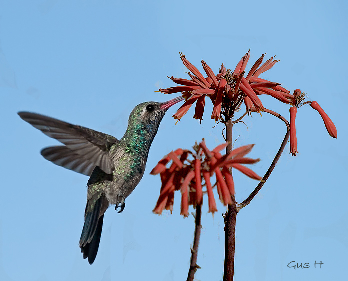 Broad-billed Hummingbird on Aloe Vera