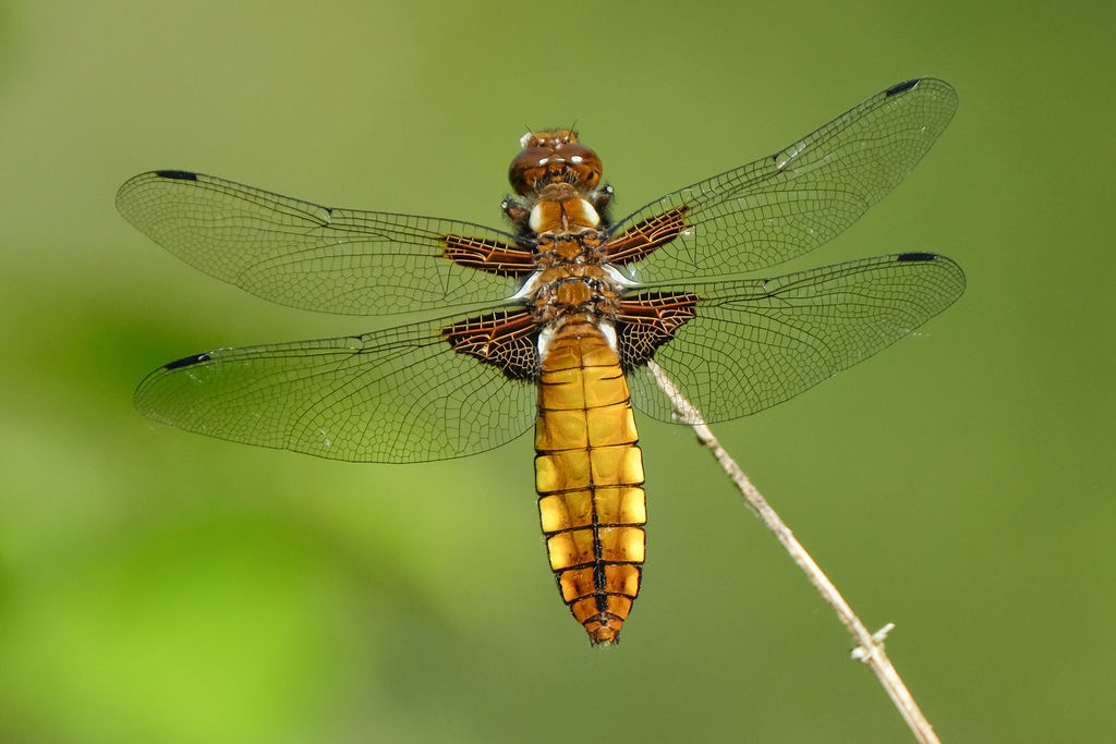 Broad-bodied Chaser