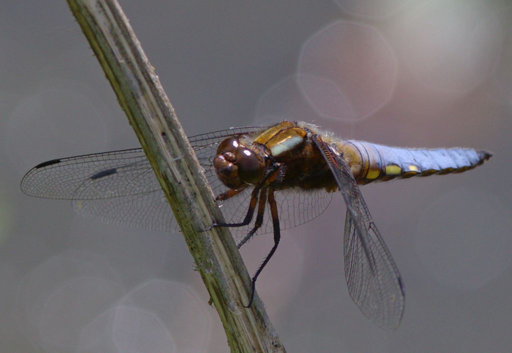 Broad-bodied Chaser