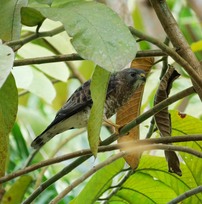 Broad-winged Hawk