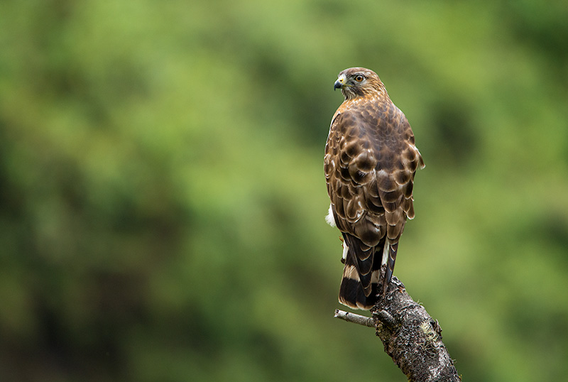 Broad-winged hawk