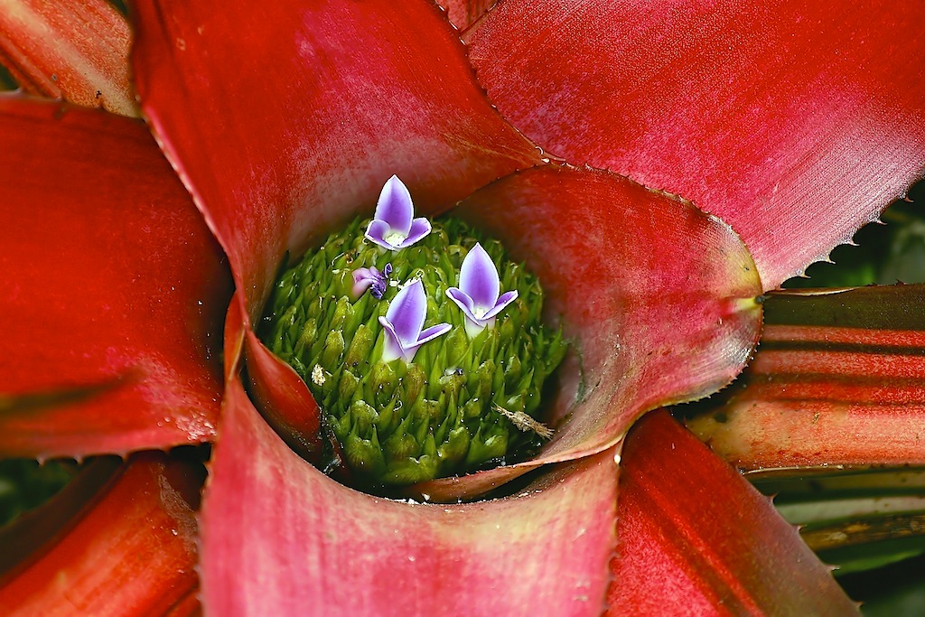 Bromeliad in flower