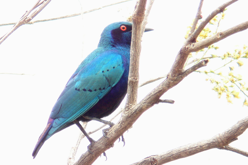 Bronze-Tailed Glossy Starling