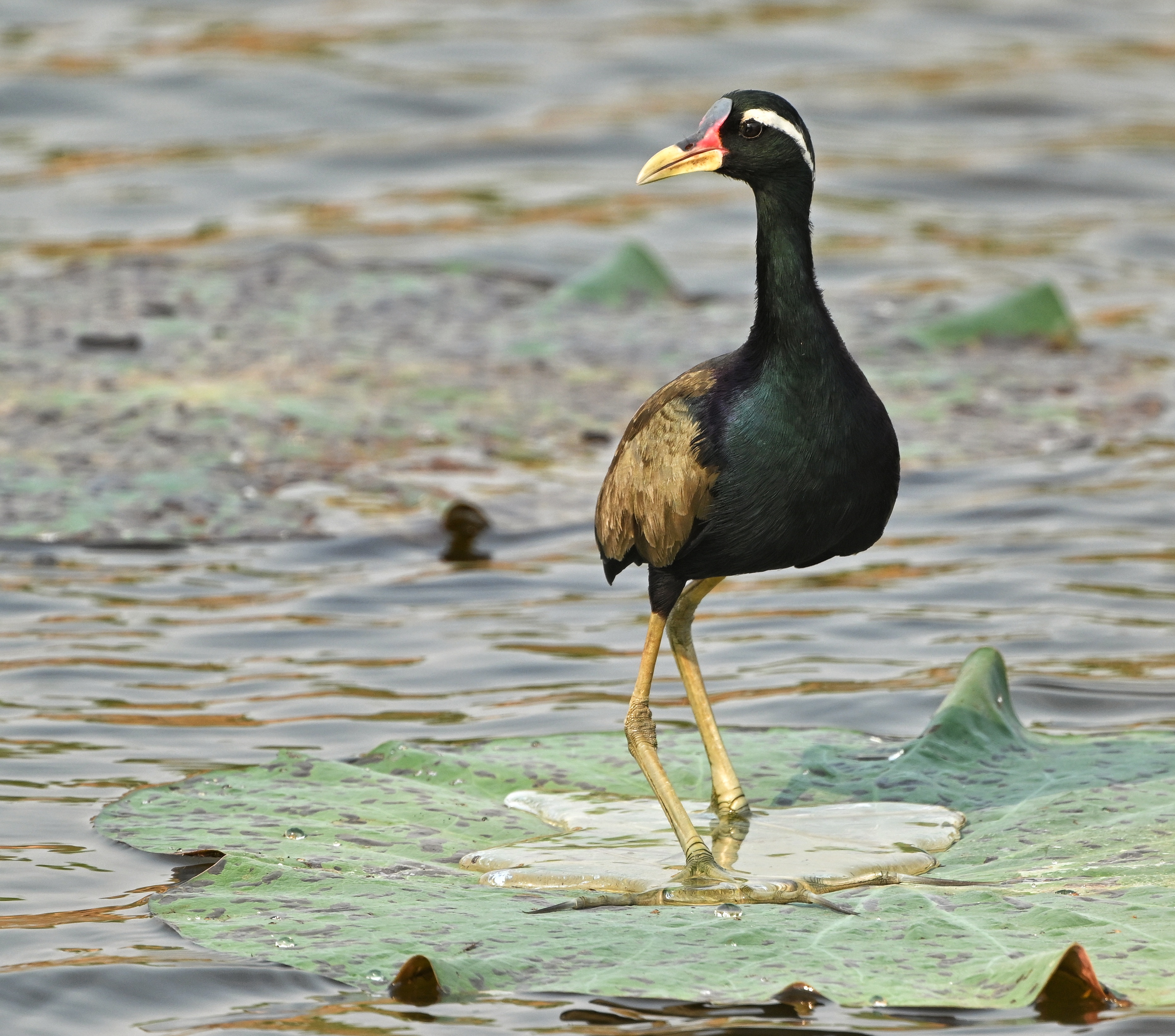 Bronze Winged Jacana.