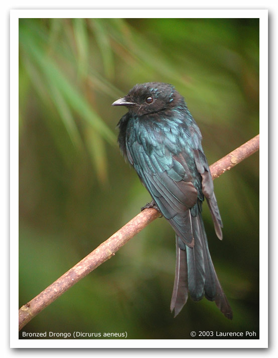 Bronzed Drongo