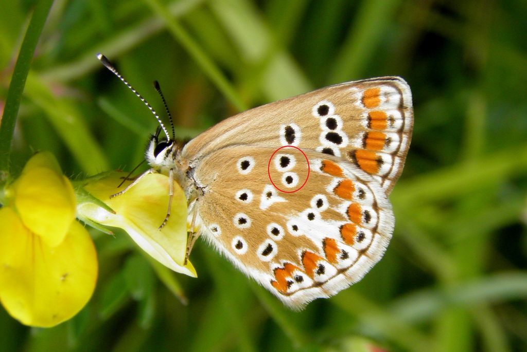 Brown Argus Markings