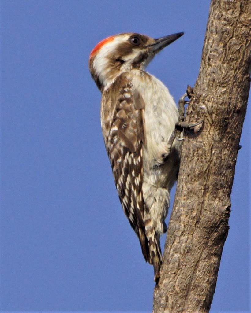 brown backed woodpecker