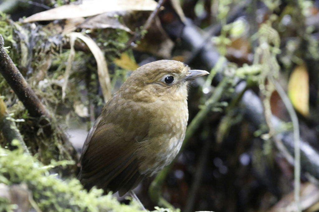 Brown-banded Antpitta