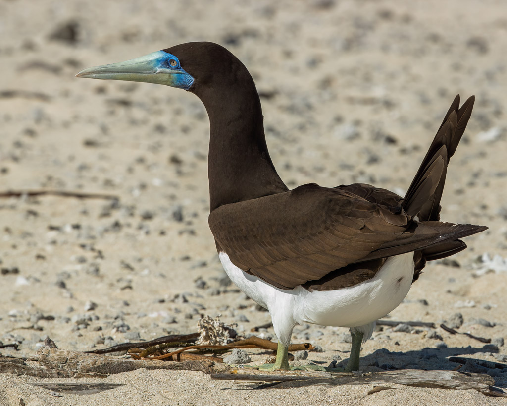 Brown Booby (m)