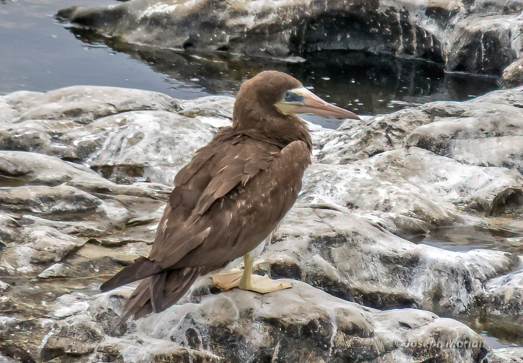 Brown Booby