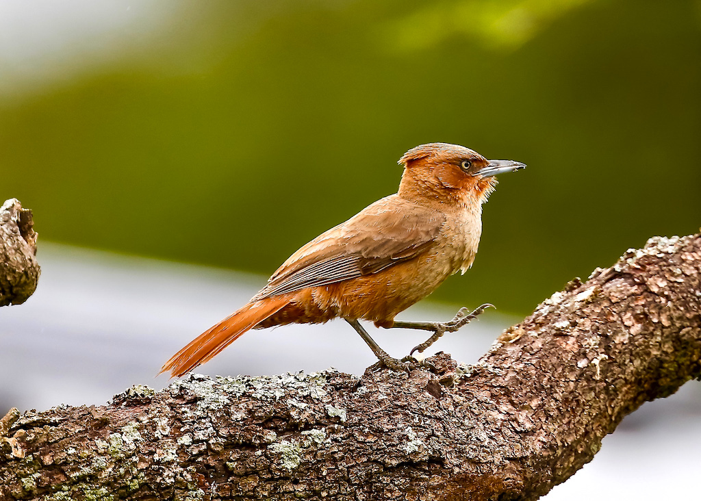 Brown Cacholote