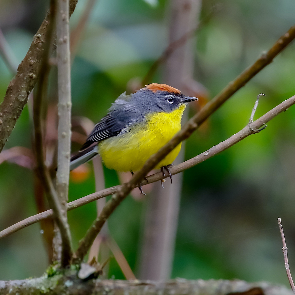 Brown-capped Redstart