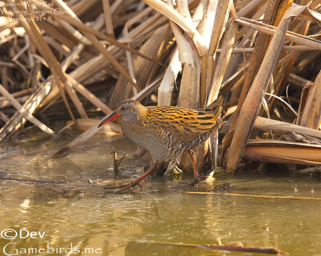 Brown-cheeked Rail