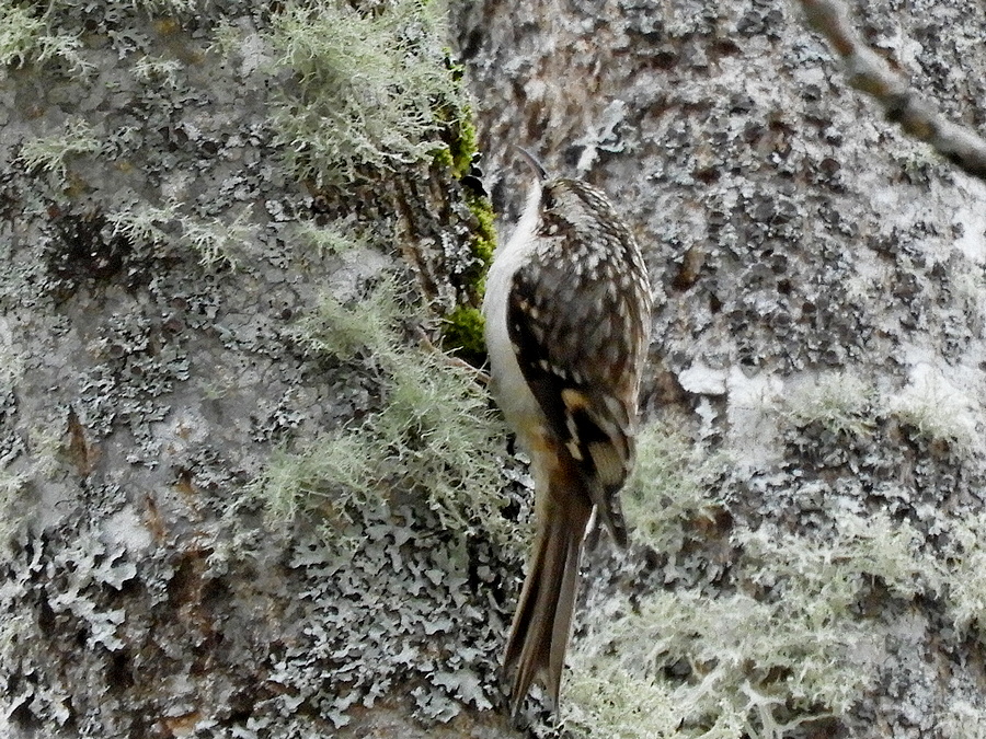 Brown Creeper