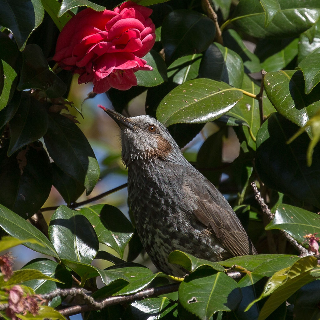 Brown-eared Bulbul