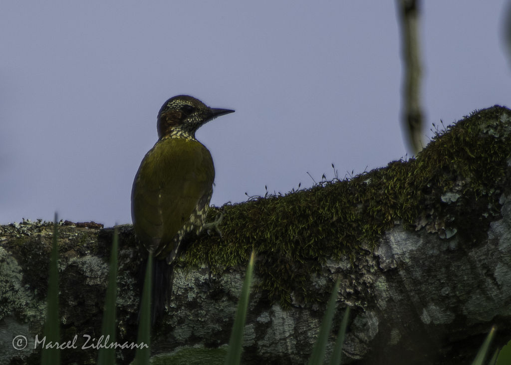 brown-eared woodpecker