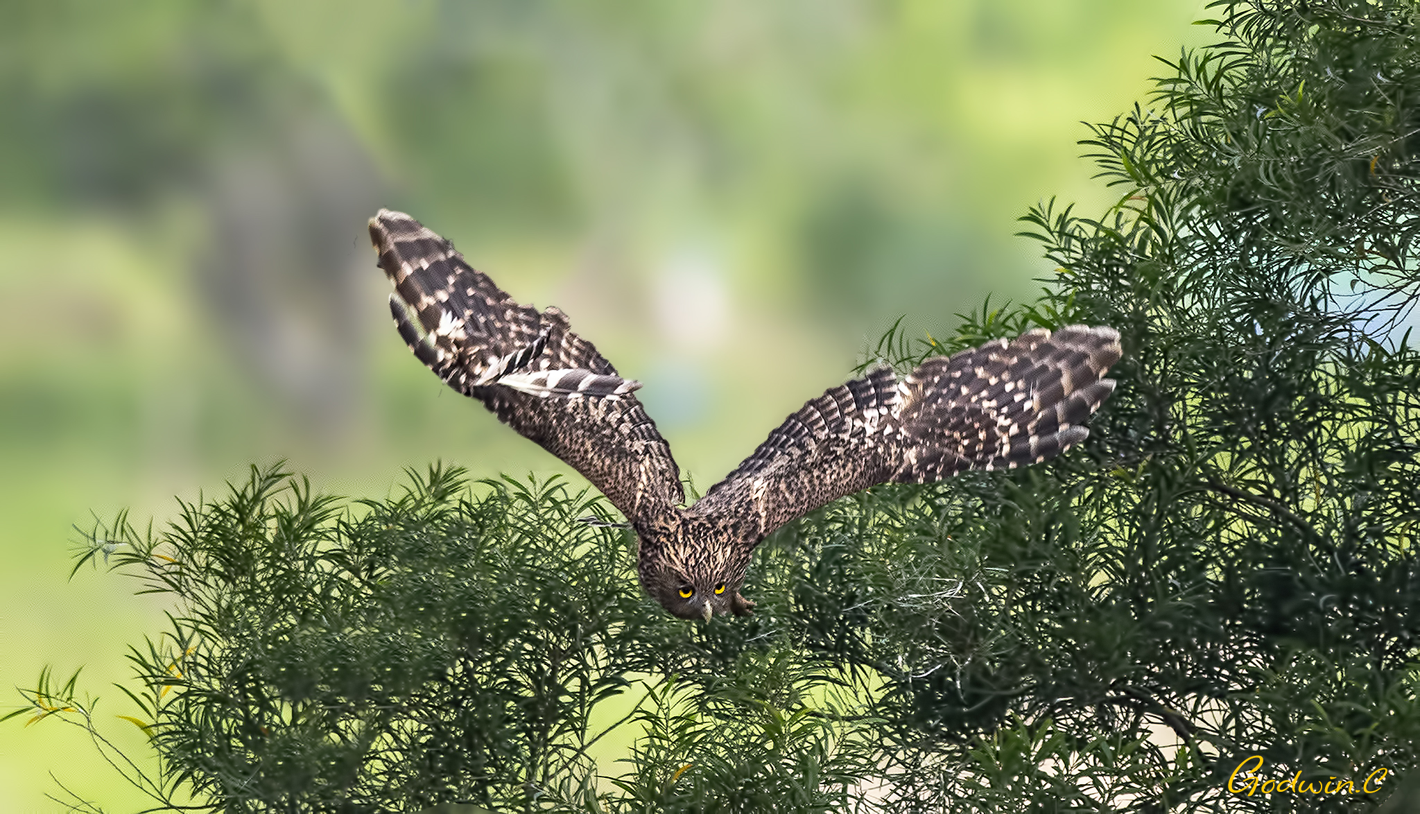 Brown Fish-Owl 褐魚鴞