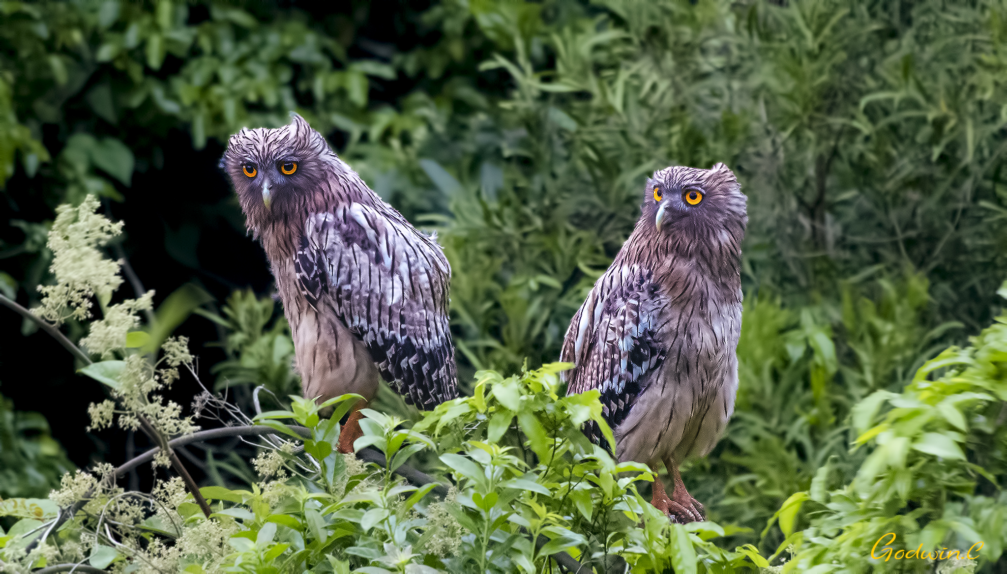 Brown Fish-Owl - juvenile 褐魚鴞