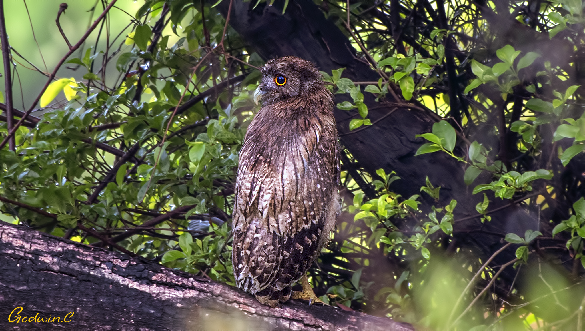 Brown Fish-Owl - juvenile 褐魚鴞