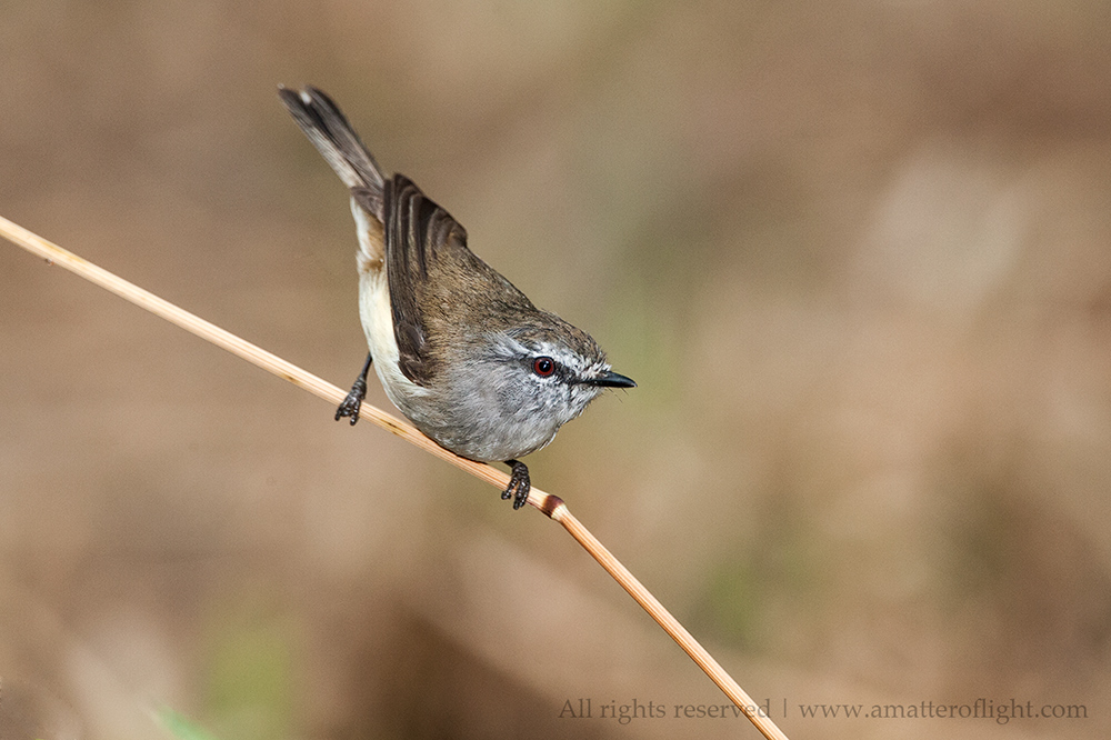 Brown Gerygone