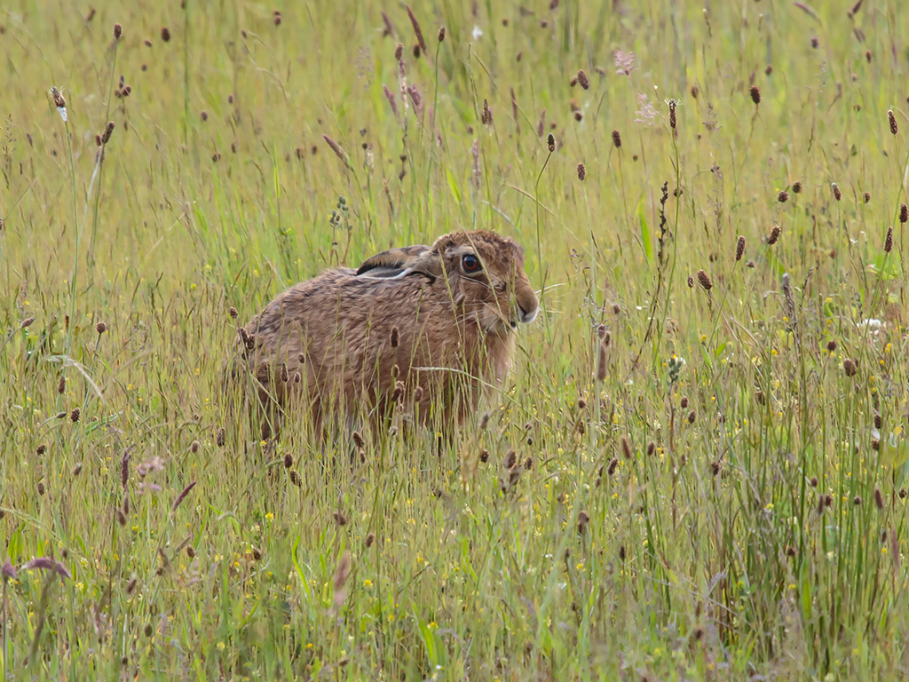 Brown Hare trying not to be seen!