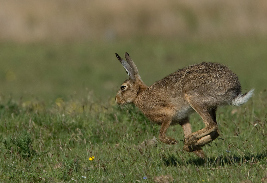 Brown hare