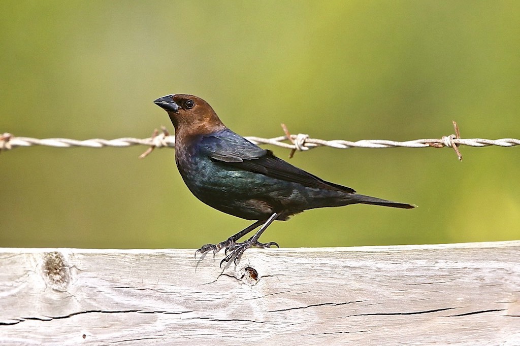 Brown-headed Cowbird (male)