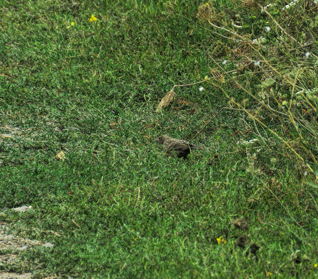 Brown-Headed Cowbird