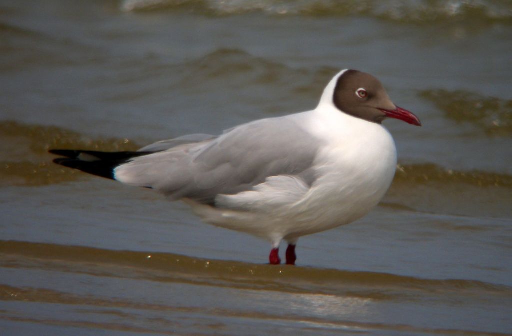 Brown-headed Gull - Adult Breeding