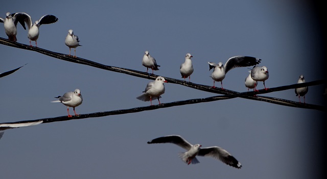 Brown headed Gulls