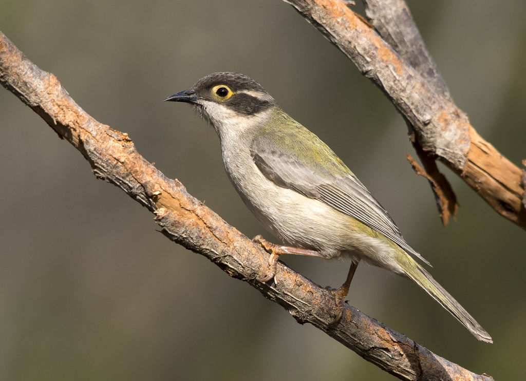 Brown-headed Honeyeater