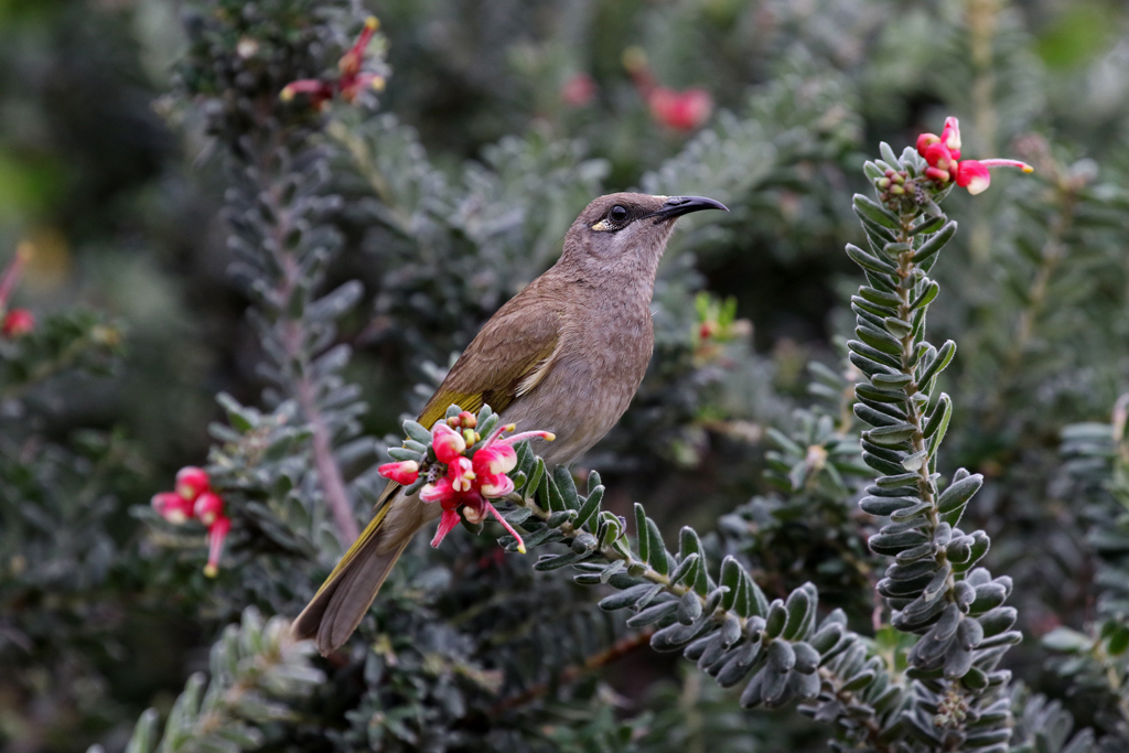 Brown Honeyeater