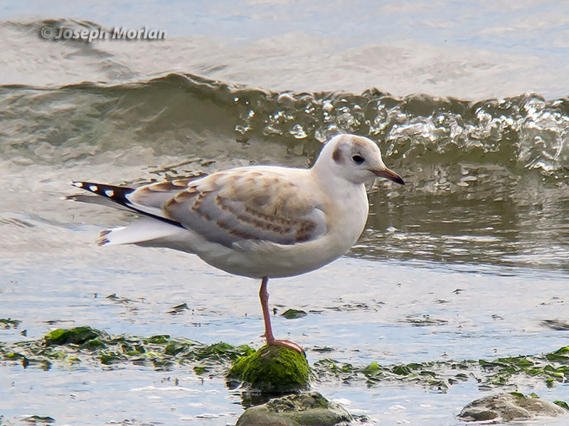 Brown-hooded Gull