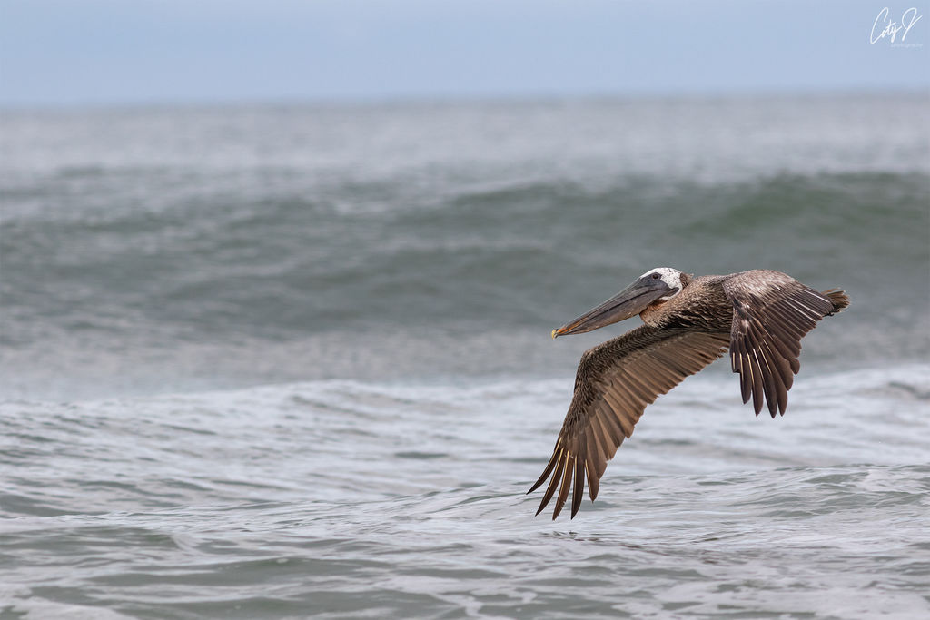 Brown pelican flyby.