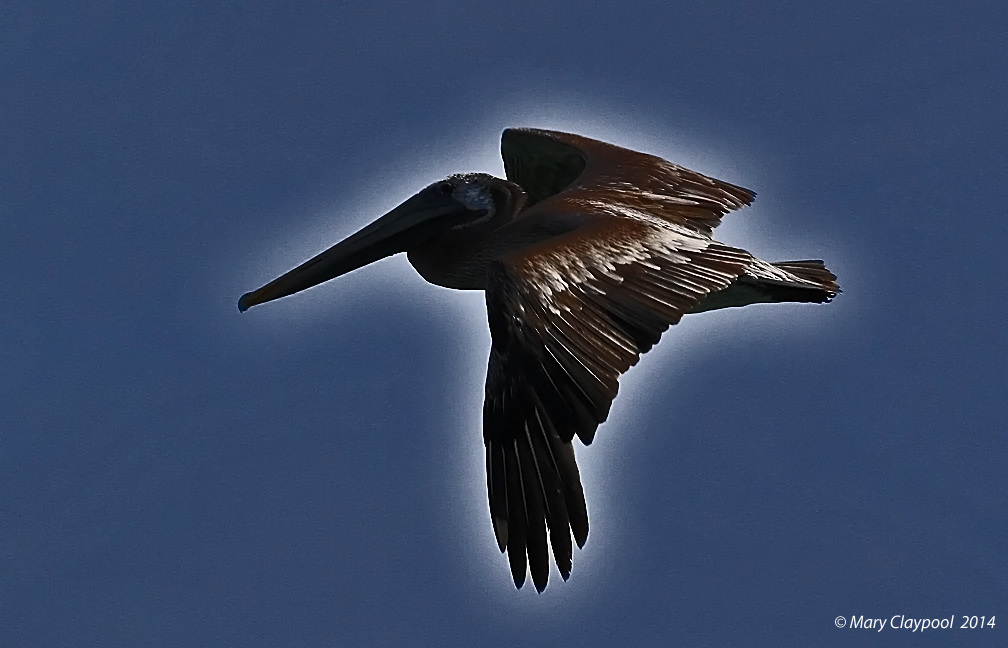 Brown Pelican Over the Pacific
