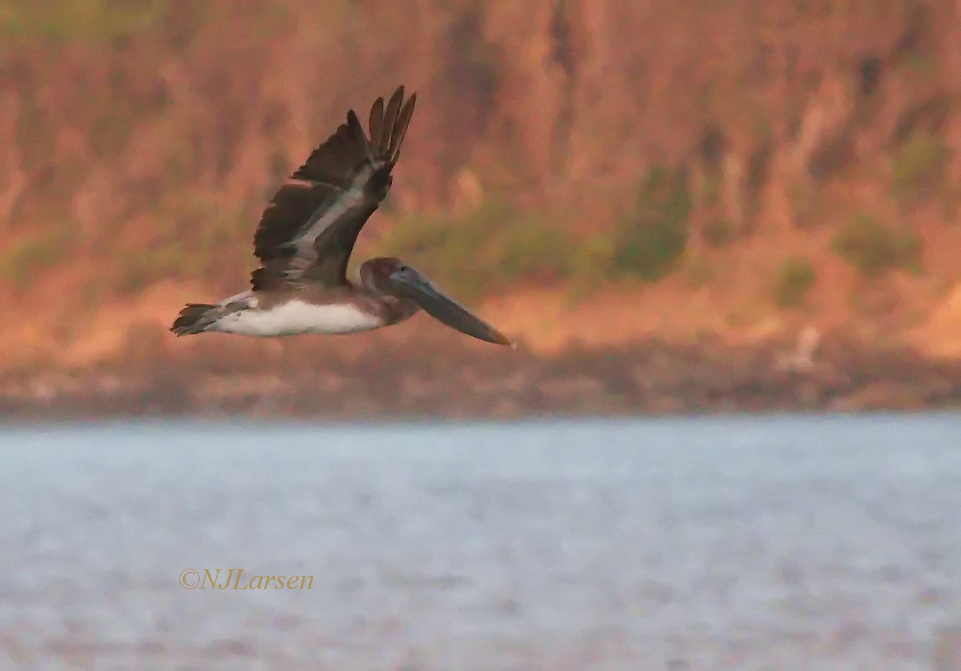 Brown Pelican