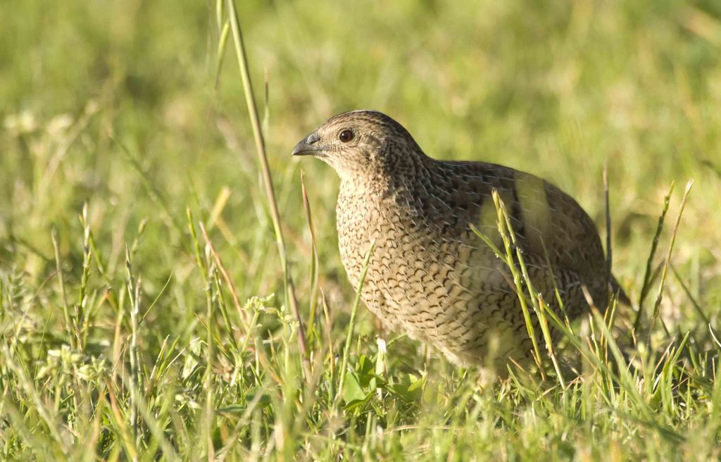 Brown Quail