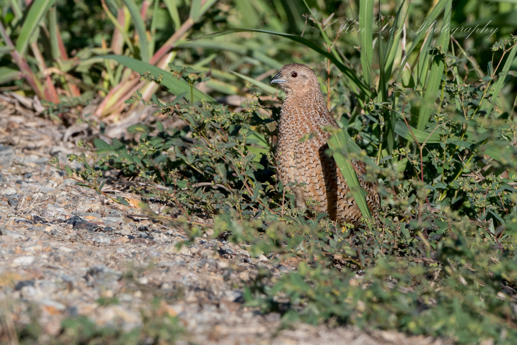 Brown Quail