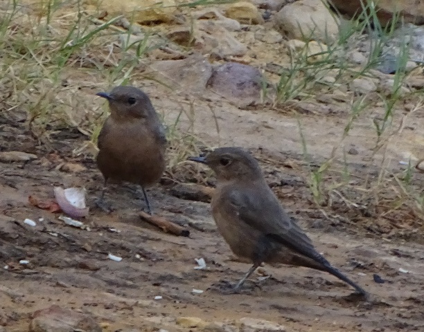 Brown Rock Chat Pair