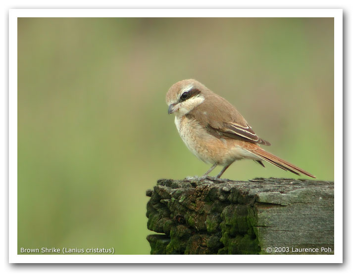 Brown Shrike