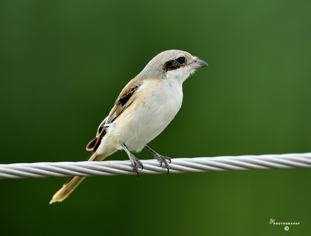 Brown Shrike