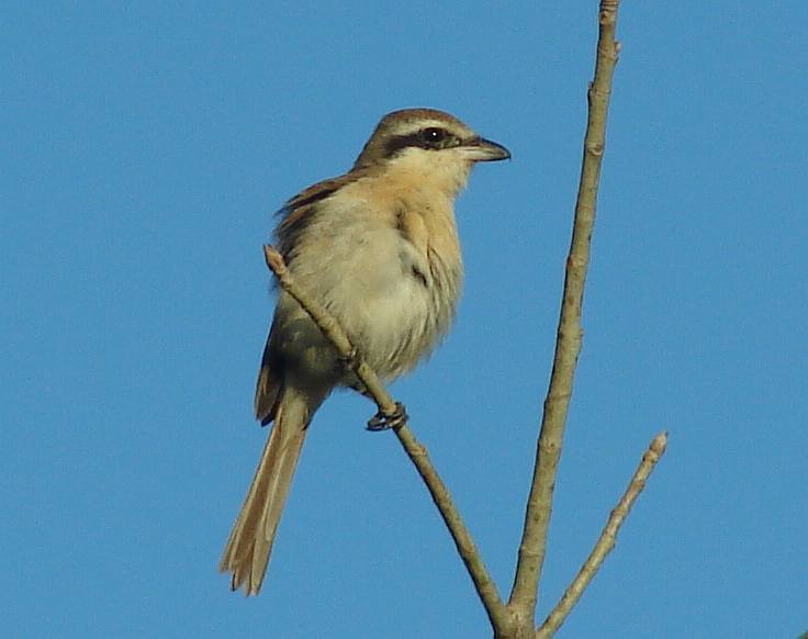 Brown Shrike