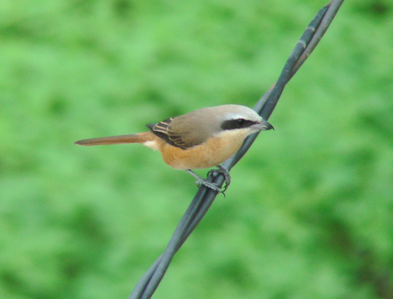 Brown Shrikes are back