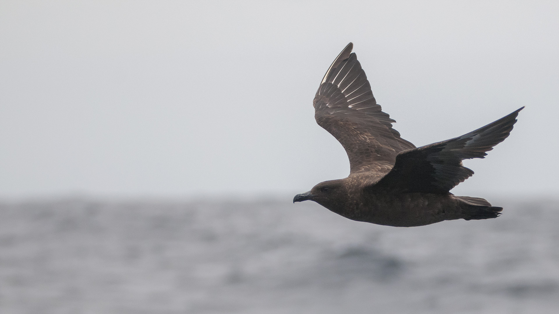 Brown Skua