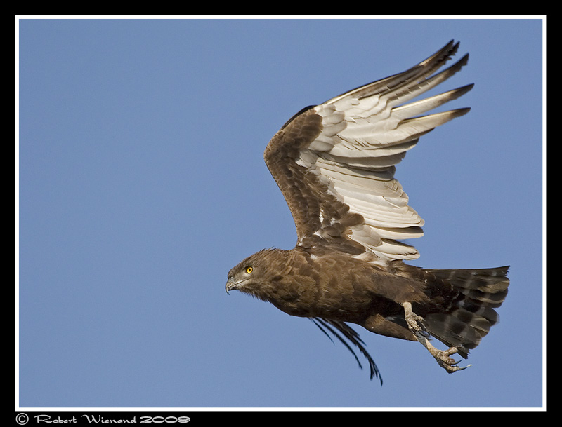 Brown Snake Eagle in flight