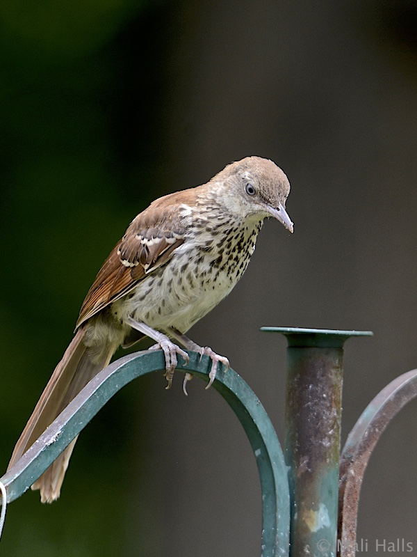 Brown Thrasher